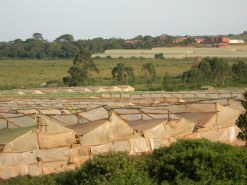 Flower farms near Entebbe 4